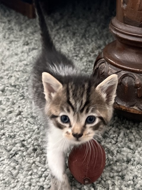 Duke