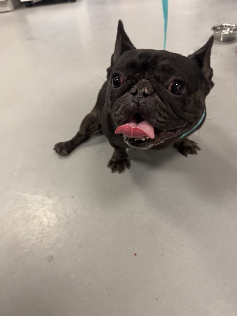 Franchesca