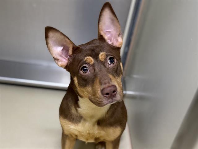 Adoptable Dog