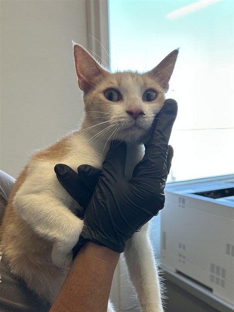 Adoptable Cat
