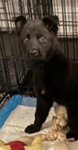 Adoptable Dog