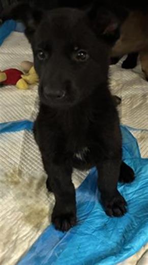 Adoptable Dog