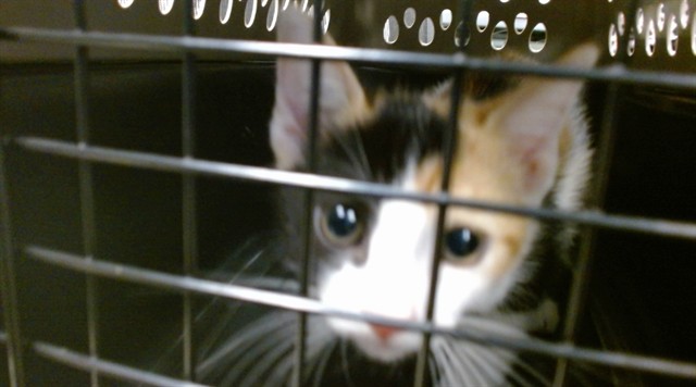 Adoptable Cat