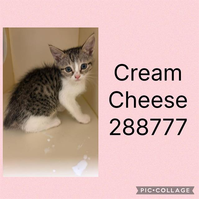Cream Cheese