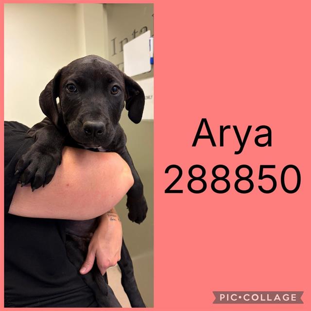 Arya