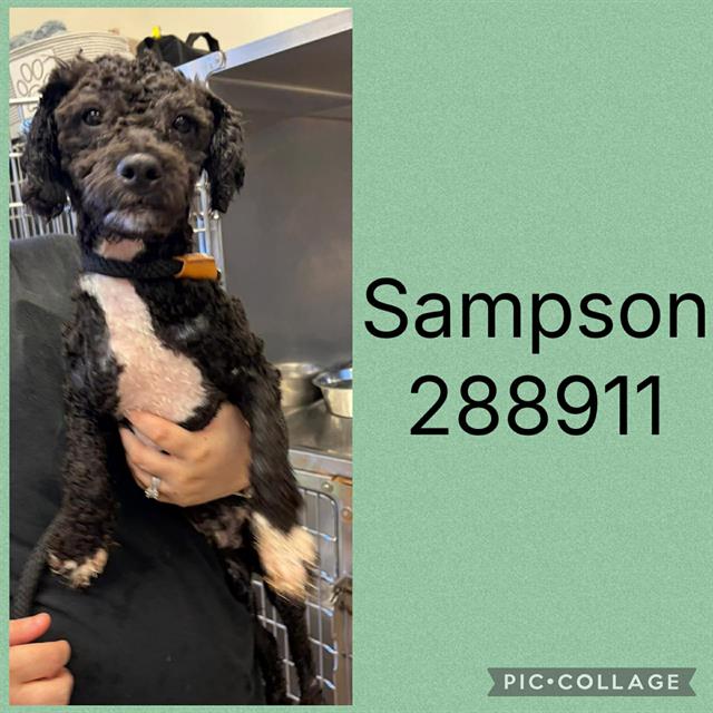 Sampson