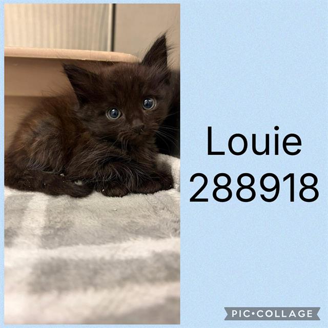 Louie
