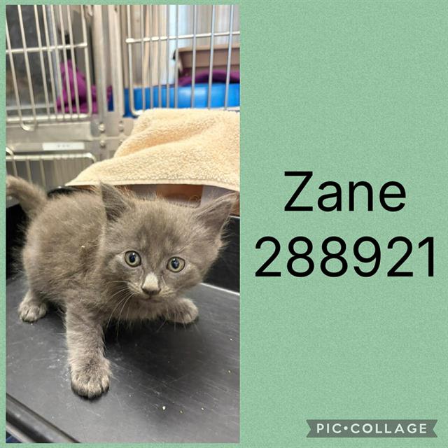 Zane