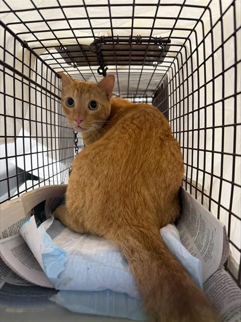 Adoptable Cat