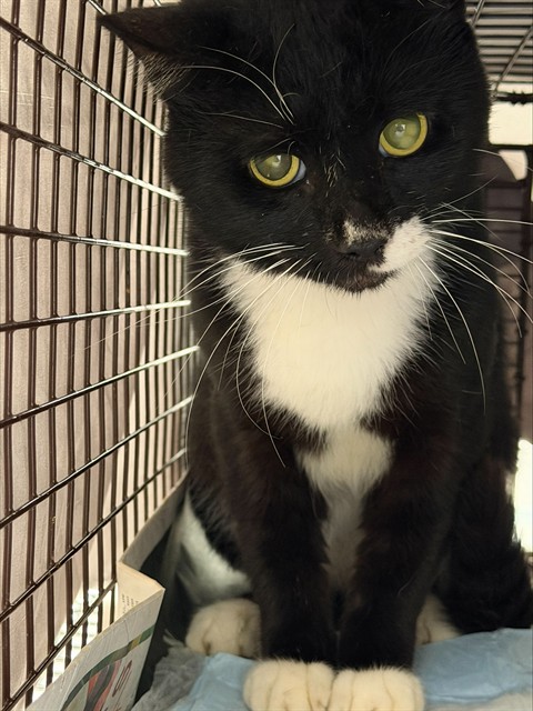 Adoptable Cat