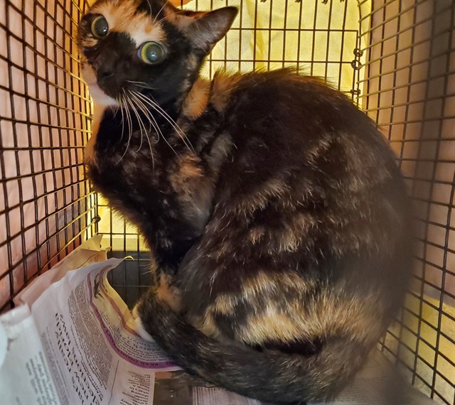 Adoptable Cat