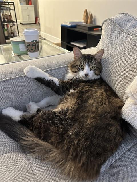 Koki