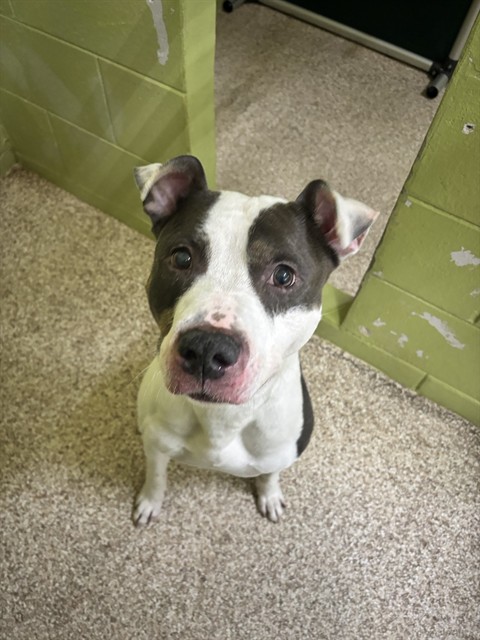 Shelter Staff Named Me *Ollie Vcashelter