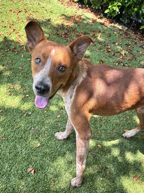Shelter Staff Named Me *Eggroll