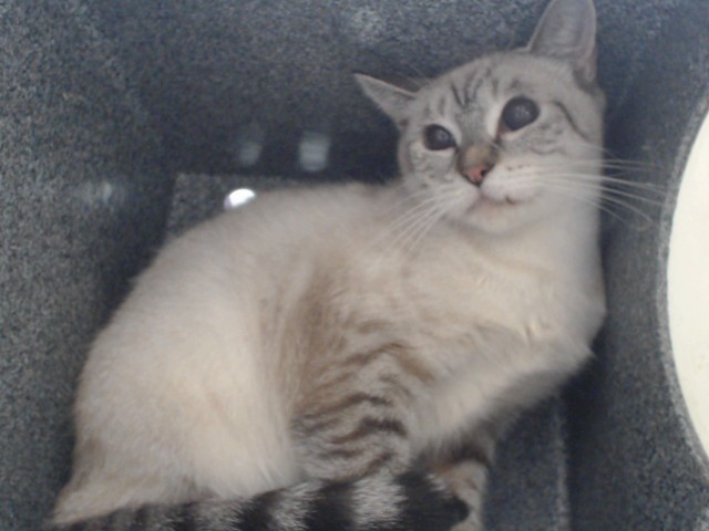 Mama Cat
