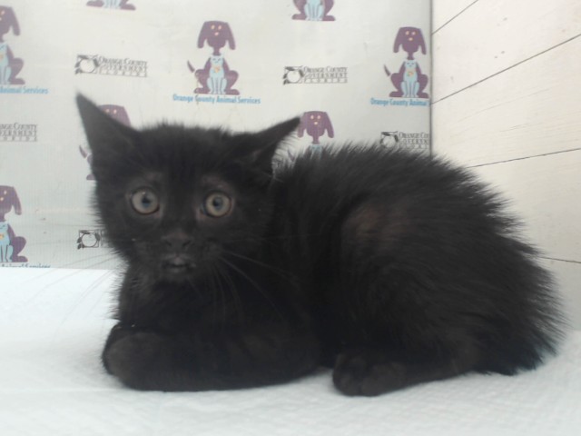 Percy