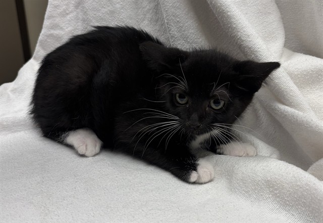 Mo