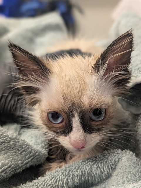 Dipstick - Adoption Pending