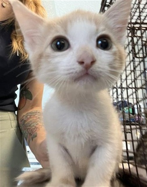 Adoptable Cat