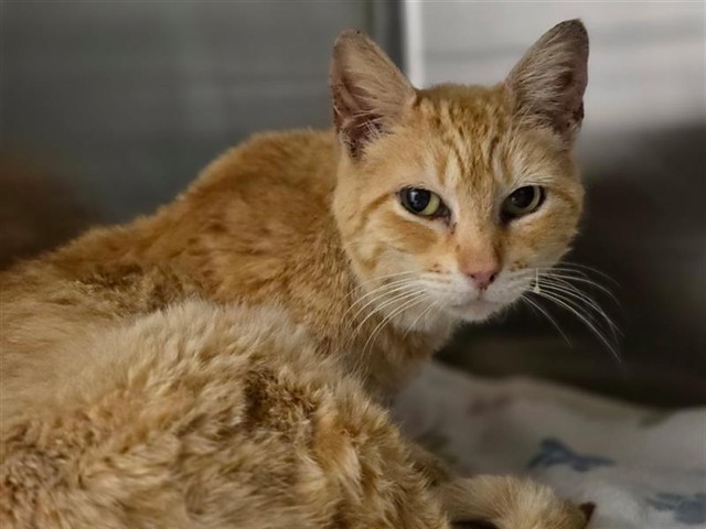 Adoptable Cat