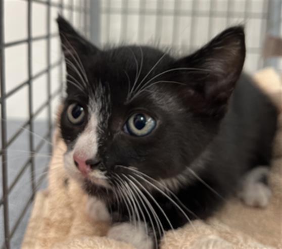 Adoptable Cat