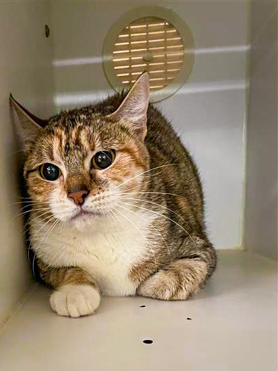 June Carter Cat