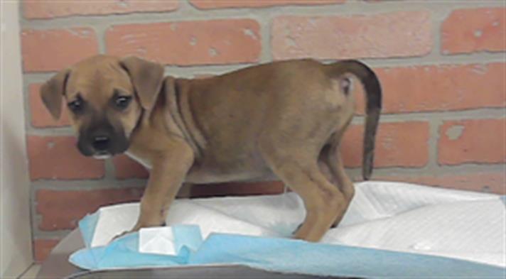 Bruno