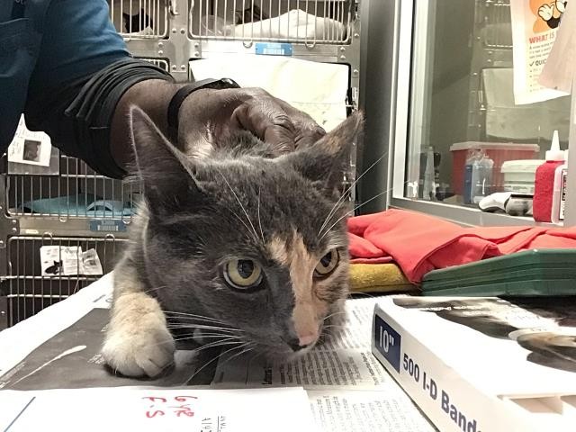 Adoptable Cat