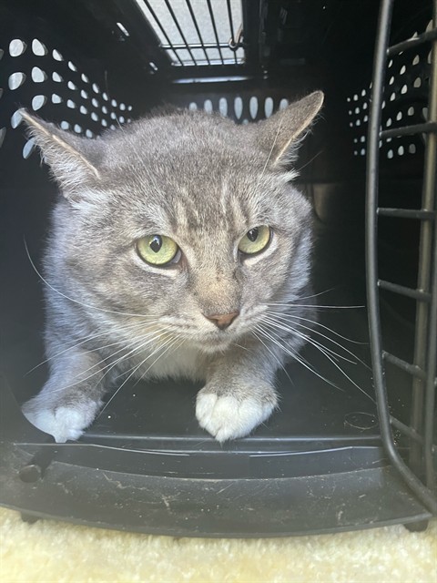 Adoptable Cat