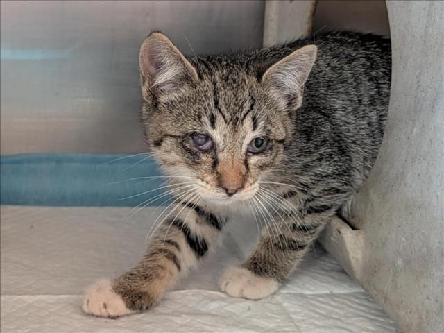 Adoptable Cat