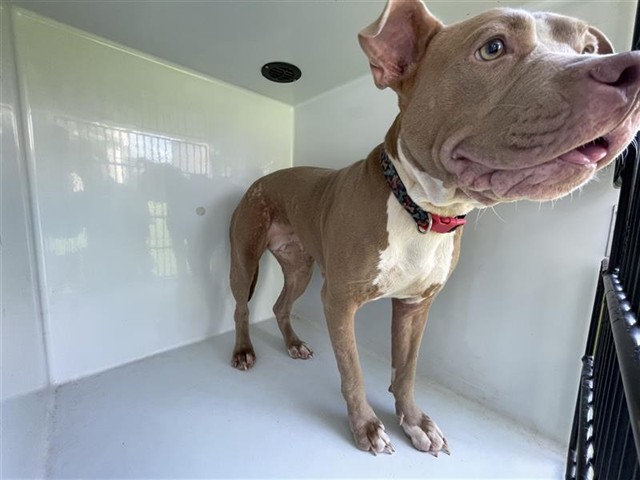 Adoptable Dog