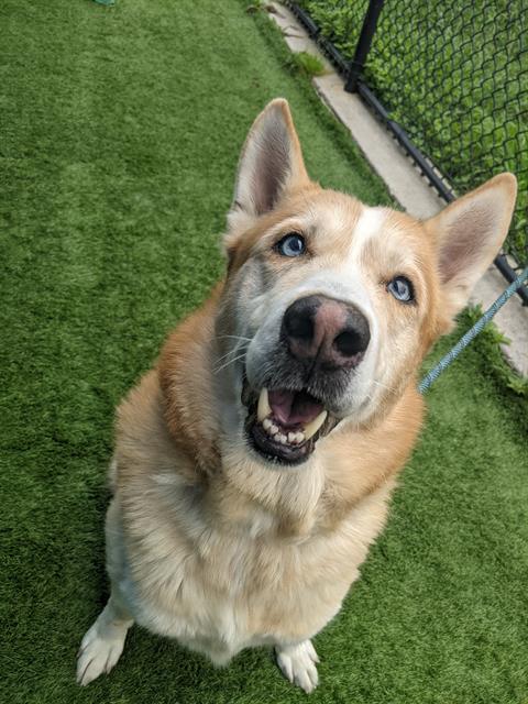 Kokomo