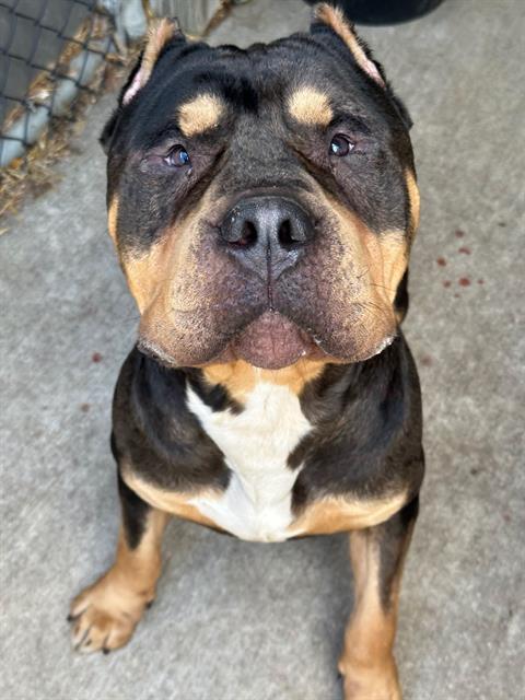Brutus