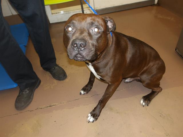 Adoptable Dog