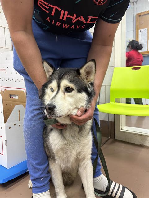 Adoptable Dog