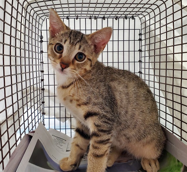 Adoptable Cat