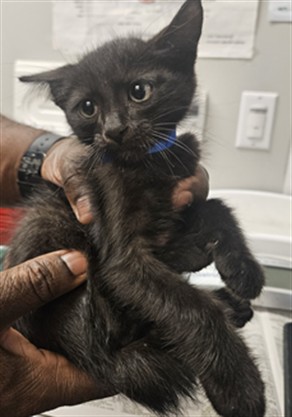 Adoptable Cat