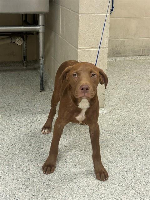 Adoptable Dog