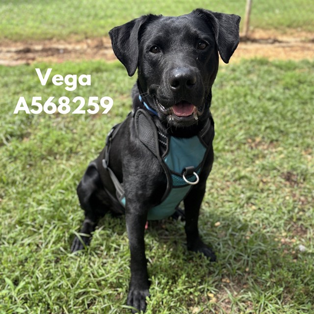 Vega