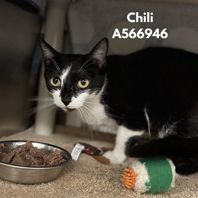 Chilli