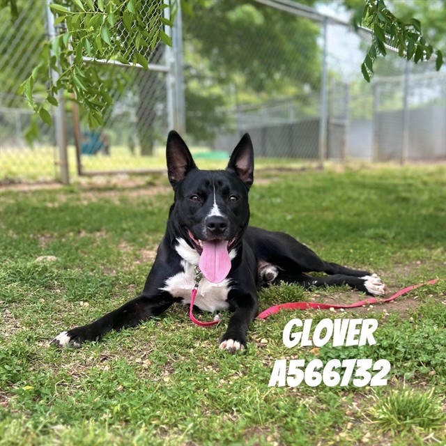 Glover