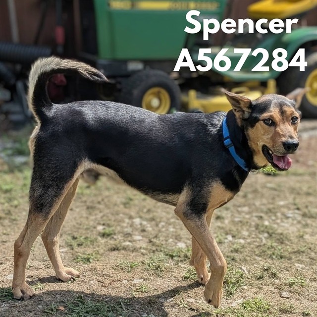 Spencer
