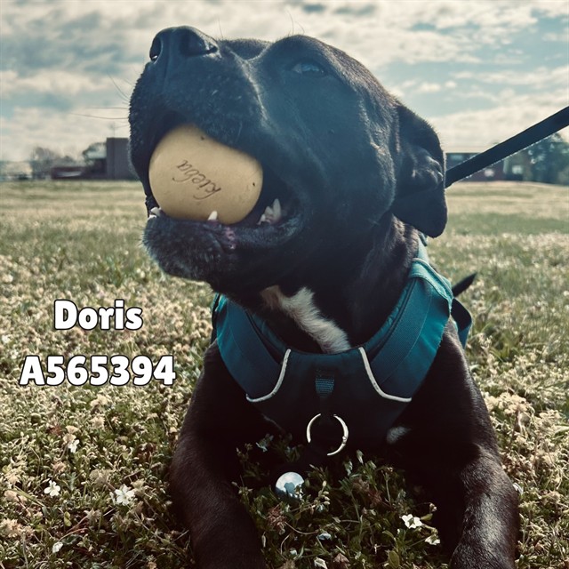 Doris