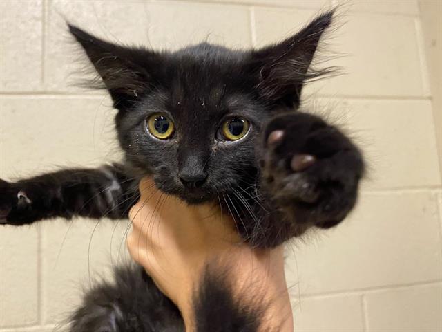 Adoptable Cat