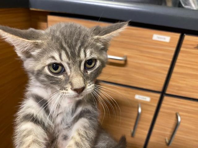 Adoptable Cat