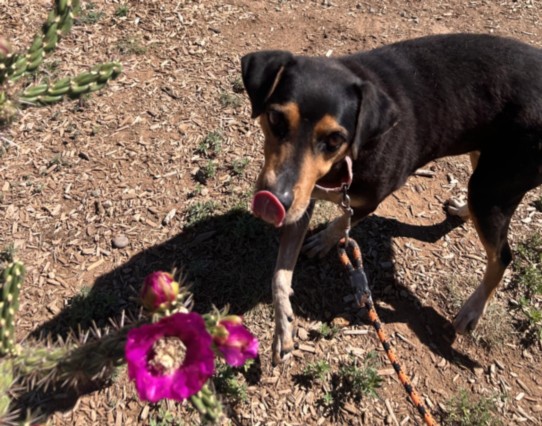 Adoptable Dog