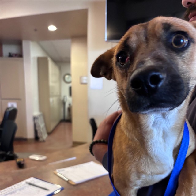 Adoptable Dog