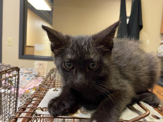 Adoptable Cat