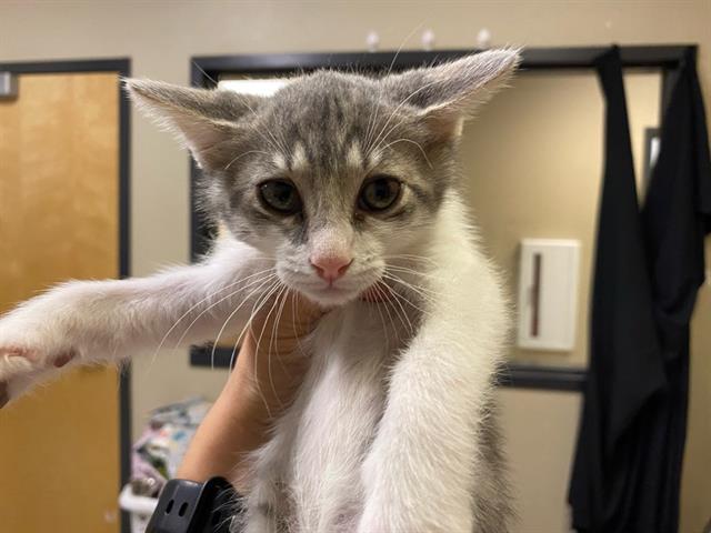 Adoptable Cat