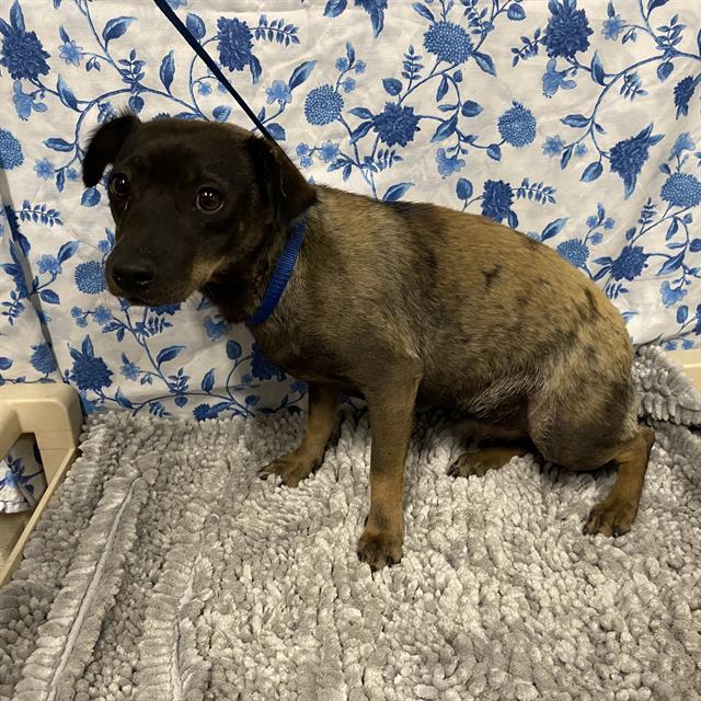 Adoptable Dog